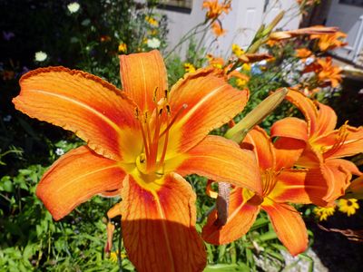 8 Jul Justin George Day lily