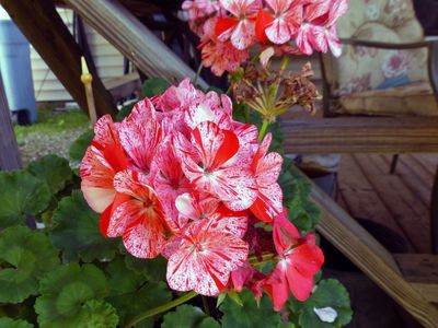 9 Jul Ivy-leaf Geranium