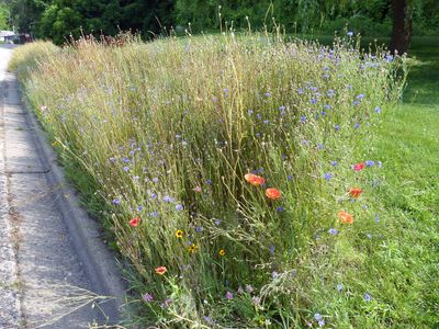 10 Jul Wildflower Wednesday