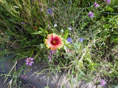 Wildflower garden