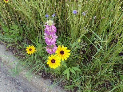 Wildflower garden