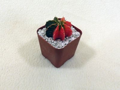 15 Jul Two color Moon cactus
