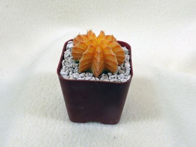 16 Jul Orange Moon cactus