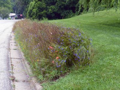 17 Jul Wildflower Wednesday