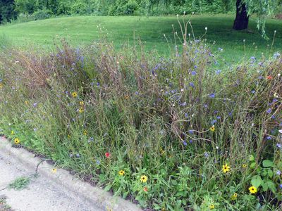 Wildflower garden