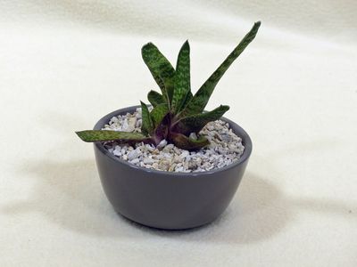18 Jul Gasteria