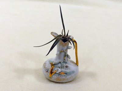 22 Jul Air plant
