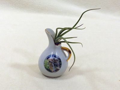20 Jul Air plant