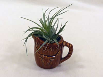 21 Jul Air plant