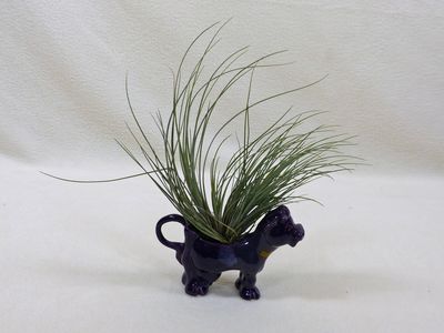 23 Jul Air plant