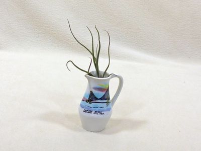 27 Jul Air plant