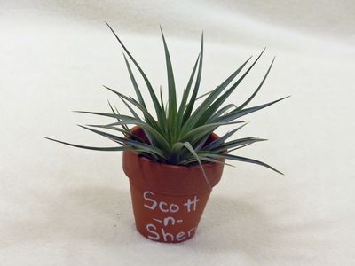 25 Jul Air plant