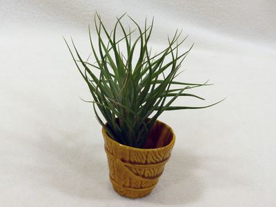 28 Jul Air plant
