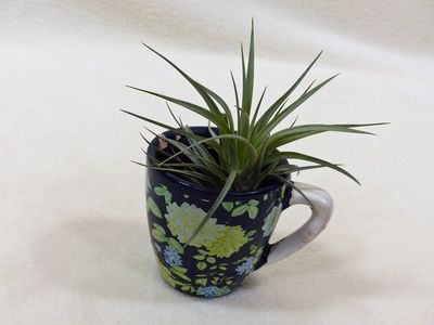 29 Jul Air plant