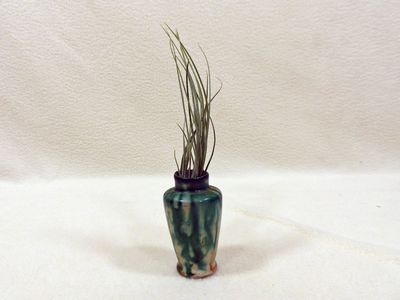 30 Jul Air plant