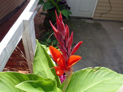 1 Aug Canna Lily starting to bloom