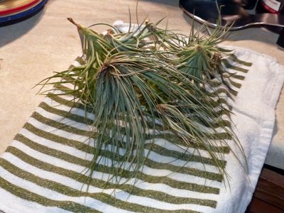 24 Jul Air plants