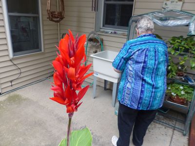 3 Aug Canna lily in bloom