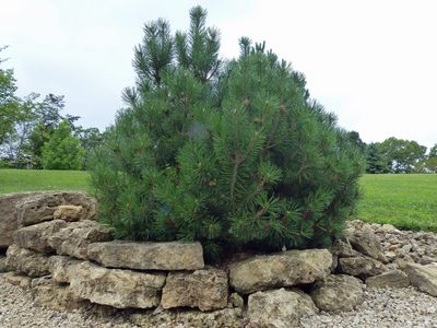 Cassville Garden Club 