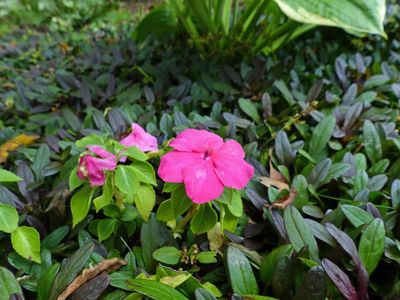 Cassville Garden Club 