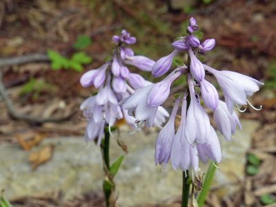 Cassville Garden Club 