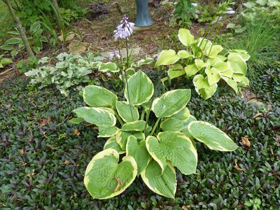 Cassville Garden Club 