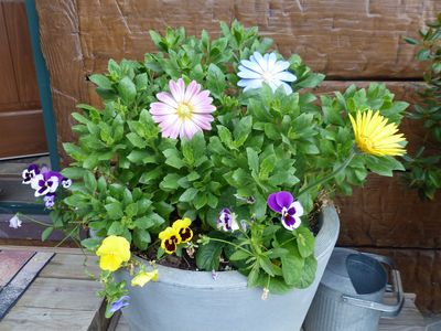 Cassville Garden Club 