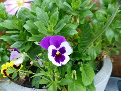 Cassville Garden Club 