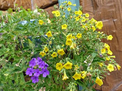 Cassville Garden Club 