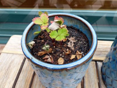 Cassville Garden Club 
