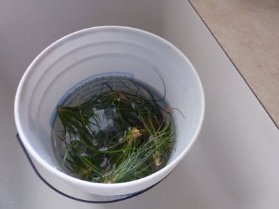 6 Aug Watering air plants