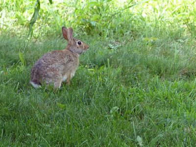 5 Aug Yard rabbit