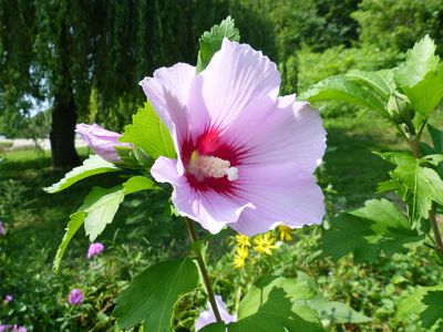 11 Aug Rose of Sharon