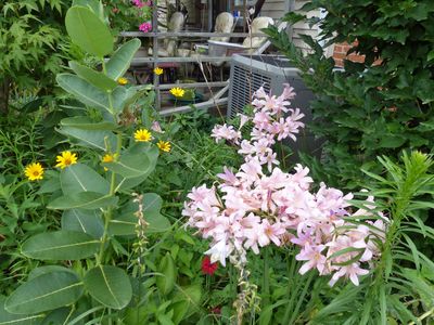 10 Aug Summer armariles