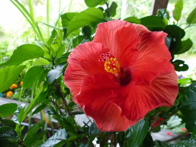 13 Aug Hibiscus