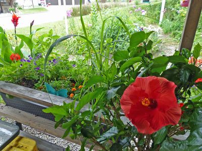 Hibiscus on the deck 