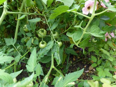 Tomatoes