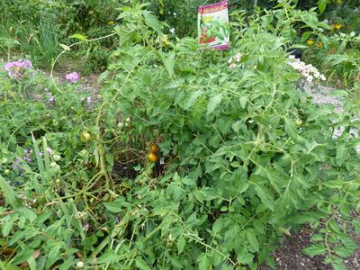 12 Aug Tomatoes