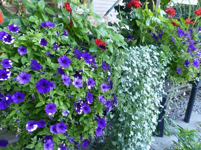 15 Aug Deck planter boxes
