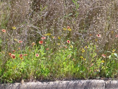 18 Aug Wildflowers