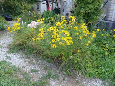 25 Aug The famous nuisance flower