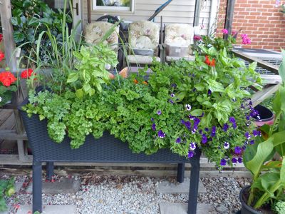 26 Aug Deck flower box street side