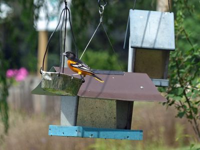 24 Aug Oriole loving the grape jam
