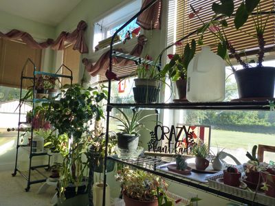 7 Sep Indoor plants in the sunroom