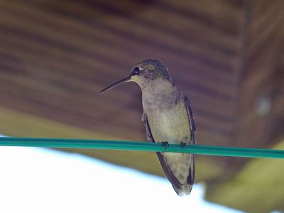 3 Sep Hummingbird