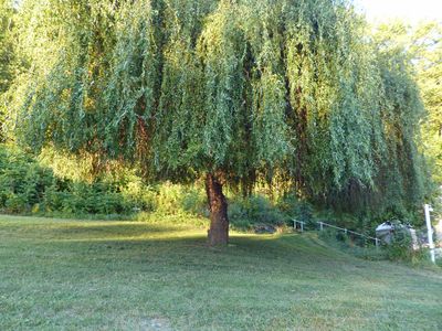 5 Sep The tree got a haircut
