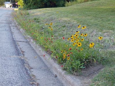Wild flower garden