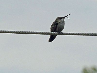 19 Sep Hummer with broken beak