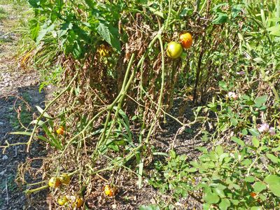 26 Sep More tomatoes