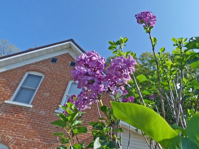 21 Sep Lilacs in September?